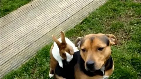 Видео про животных 4