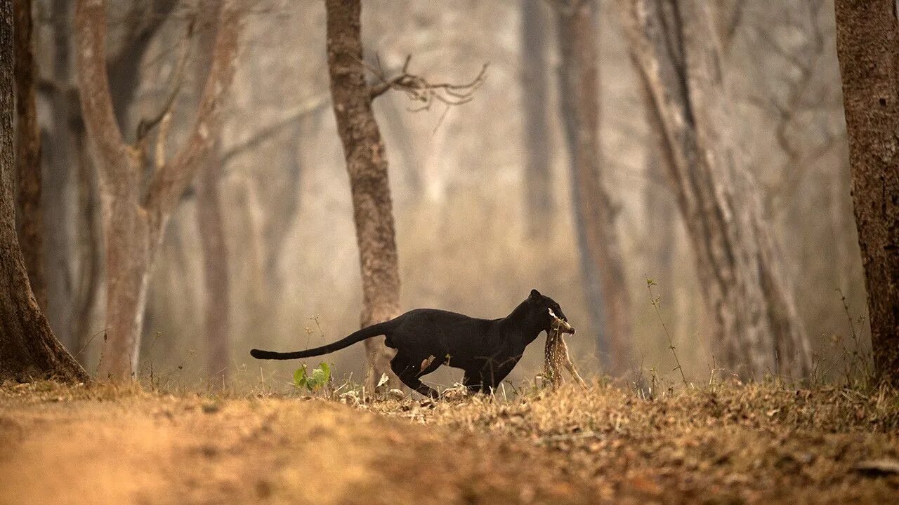 Shaaz Jung черная пантера. Пантера Nat geo. Черная пантера Nat geo Wild. Пантера охотится.