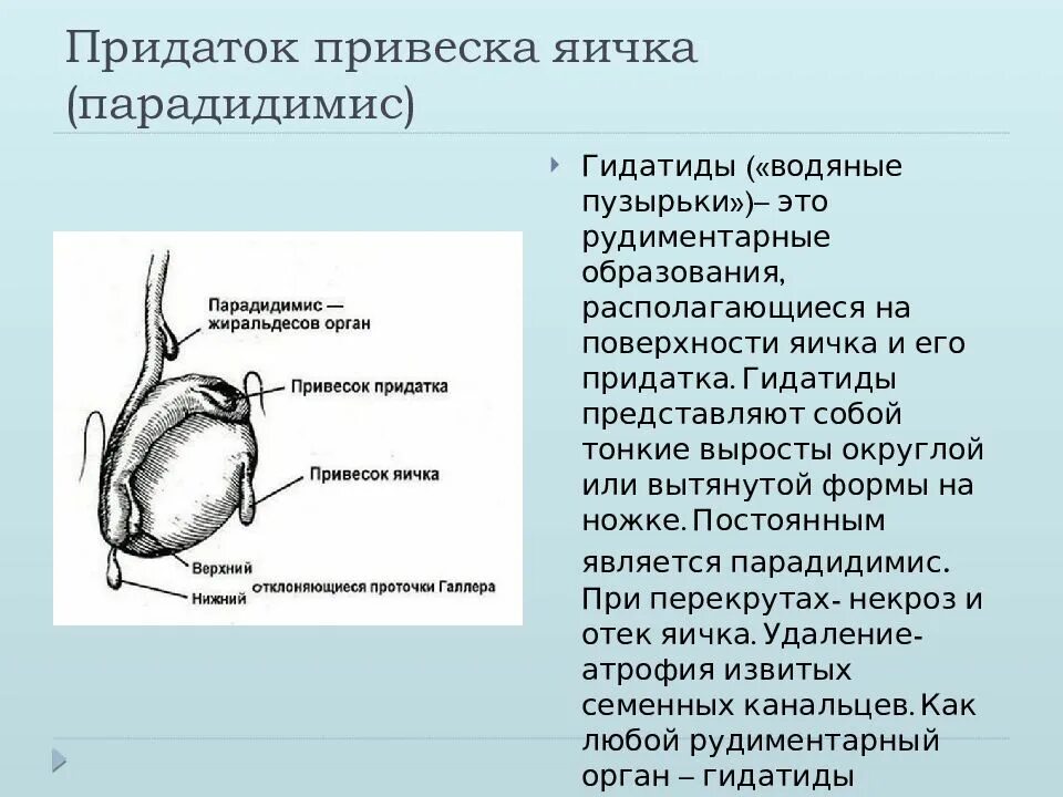 Образование придатка яичка. Перекрут гидатиды яичка. Гидатида яичка операция.