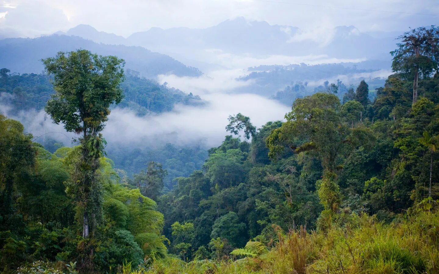 Климат вечнозеленых лесов африки. Географическое положение природных зон африки. Вечнозелёные тропические леса южной америки. Чунцин тропические джунгли. Жестколистные вечнозеленые леса и кустарники.