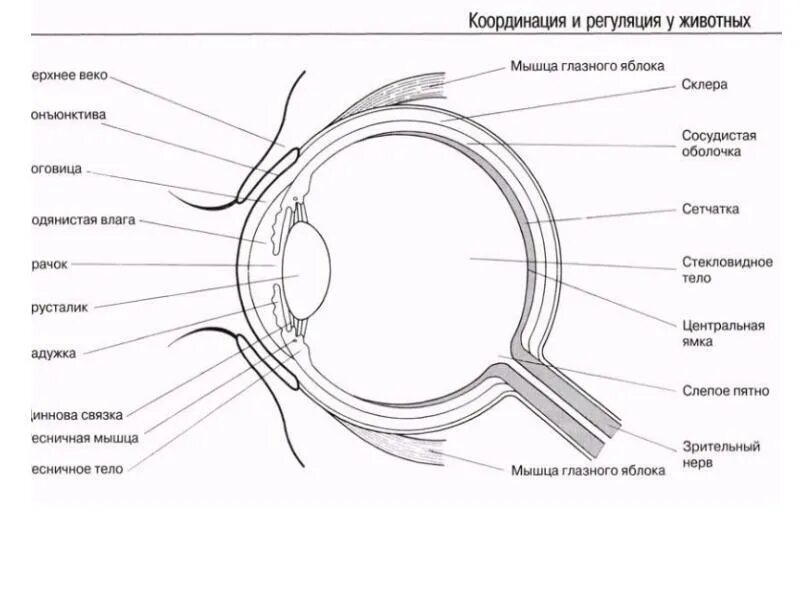 Обозначьте на рисунке строение глаза. Строение глазного яблока человека анатомия. Схема строения глазного яблока. Оболочки глазного яблока схема. Строение глазного яблока человека рисунок.