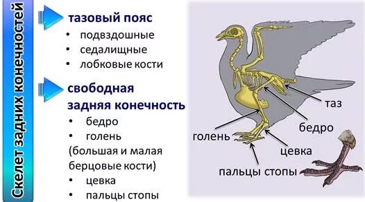 Пояс задних конечностей у птиц. Пояс задних конечностей п. Скелет птицы строение пояс задних конечности.