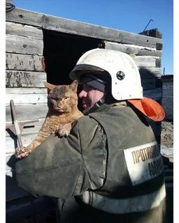 Кот спас жизнь