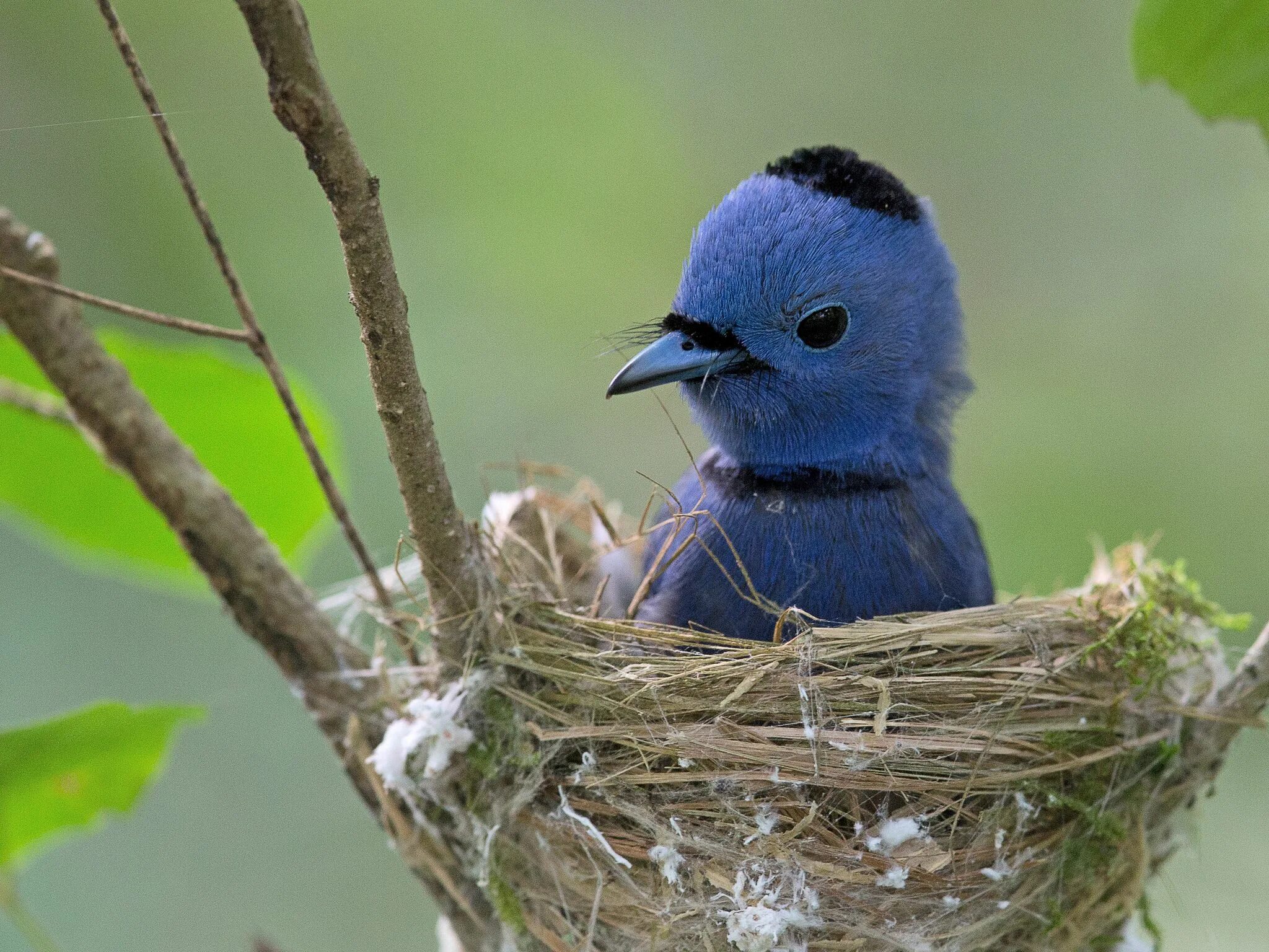 Kind birds. Черноголовый Монарх. Черноголовый Монарх птица. Птичка синешейка. Птица с гнездом на голове.