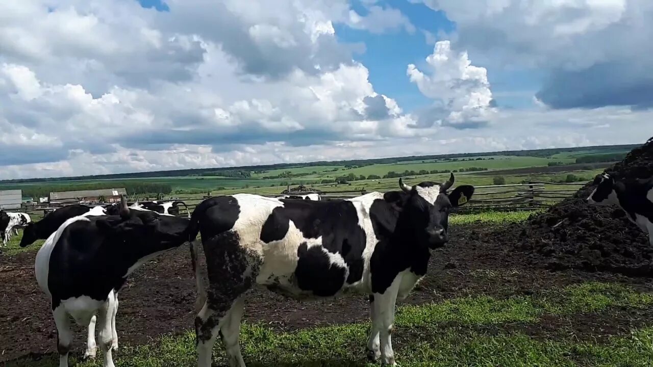 Беспривязь КРС. Беспривязное содержание КРС. Коровы в России. Выгульный двор для коров. Купить корову живую