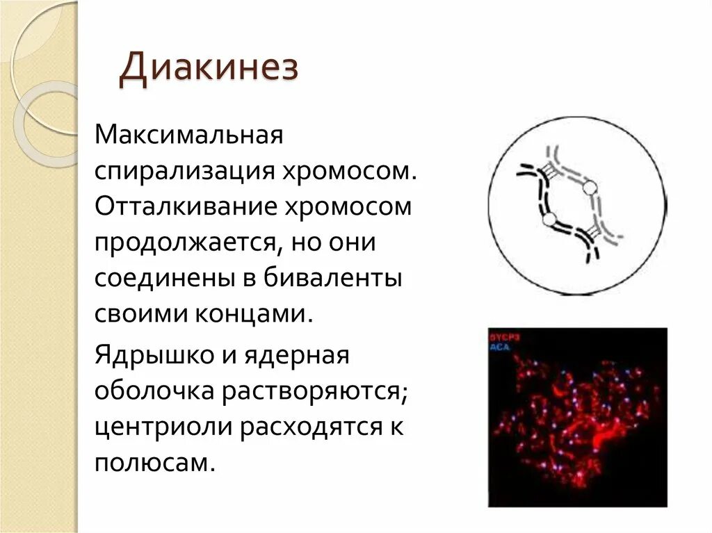 Д спирализация. Лептотена зиготена пахитена. Диплотена диакинез. Максимальная спирализация хромосом. Диакинез мейоза.