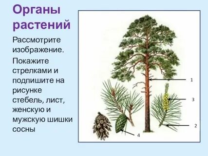 Корневая система голосеменных растений