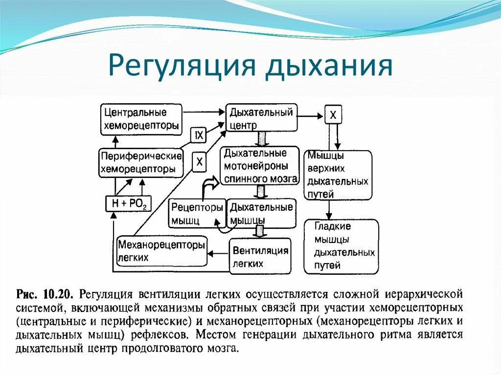 Центр произвольных дыхательных движений. Рефлекторная регуляция дыхания схема. Рефлекторные механизмы регуляции дыхания физиология. Гуморальный механизм регуляции дыхания. Гуморальный механизм регуляции дыхания физиология.