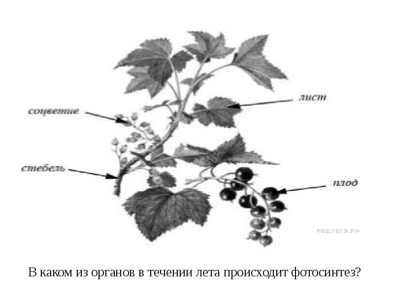 Его можно в течение всего