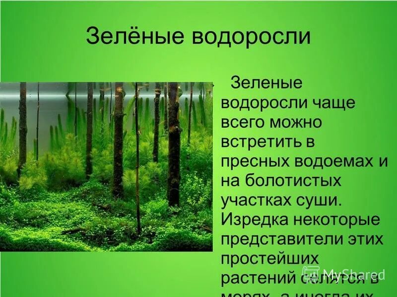 красные водоросли, зелёные водоросли таблица. экологические группы красных водорослей. почему вода зеленеет в водоемах научные работы 3 класс. экологические группы водоросмле й. распространение зеленых водорослей.