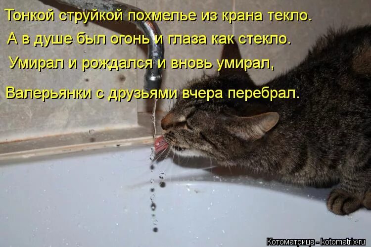 Парацетамол похмелье. Анекдоты про похмелье. Почему похмелье. Почему умирают с похмелья. Болит голова при похмелье.