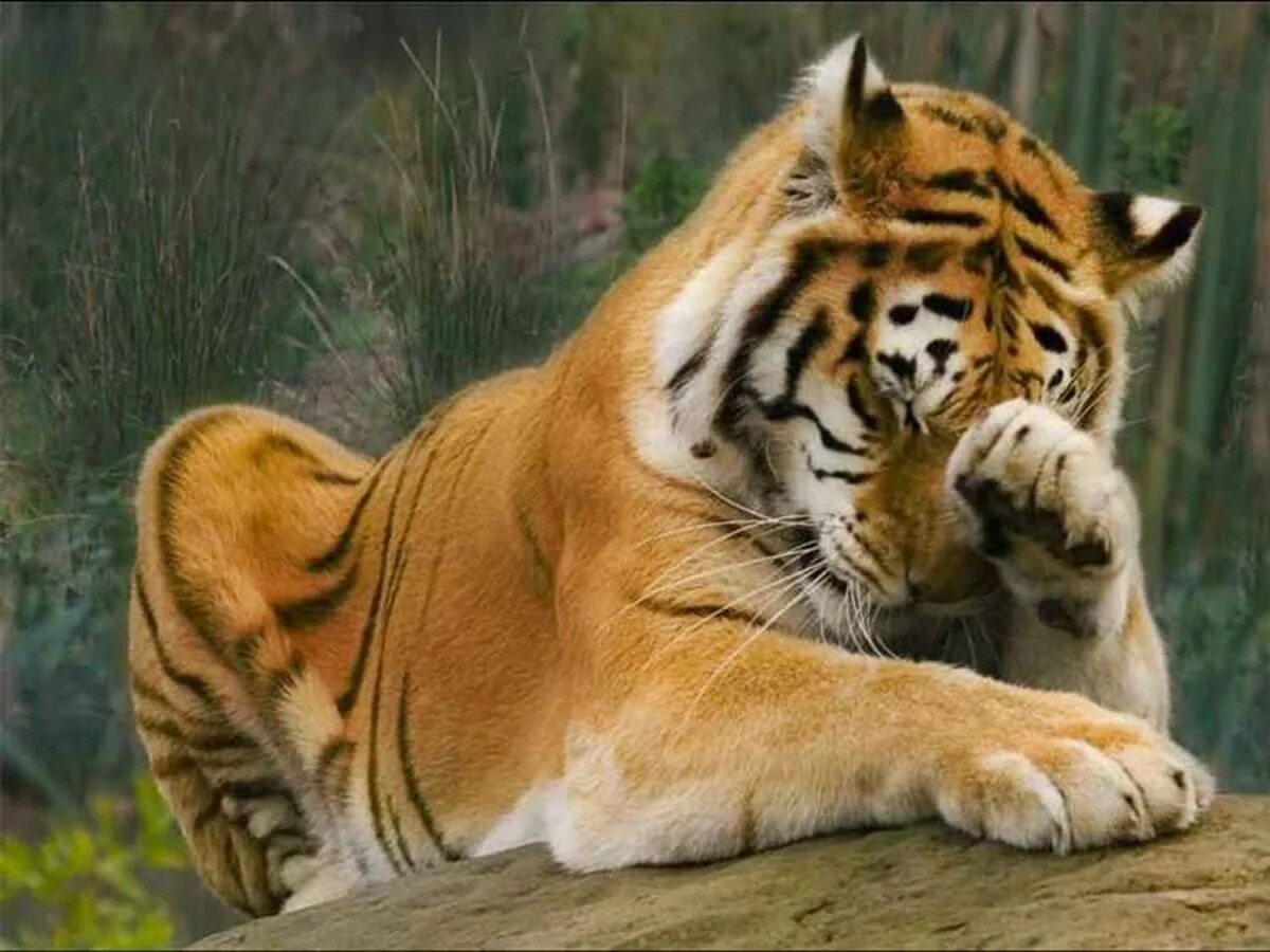 Тигрица. Грива тигра. Выбрать тигра. Амурский тигр. Тигр ждет.