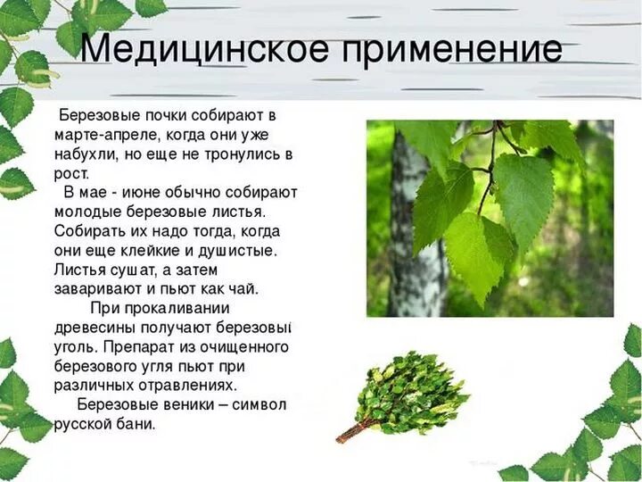 Как береза используется людьми. Берёза листья. Чем полезны листья березы. Берёзовые листья лечебные. Для чего полезна листья берёзы.