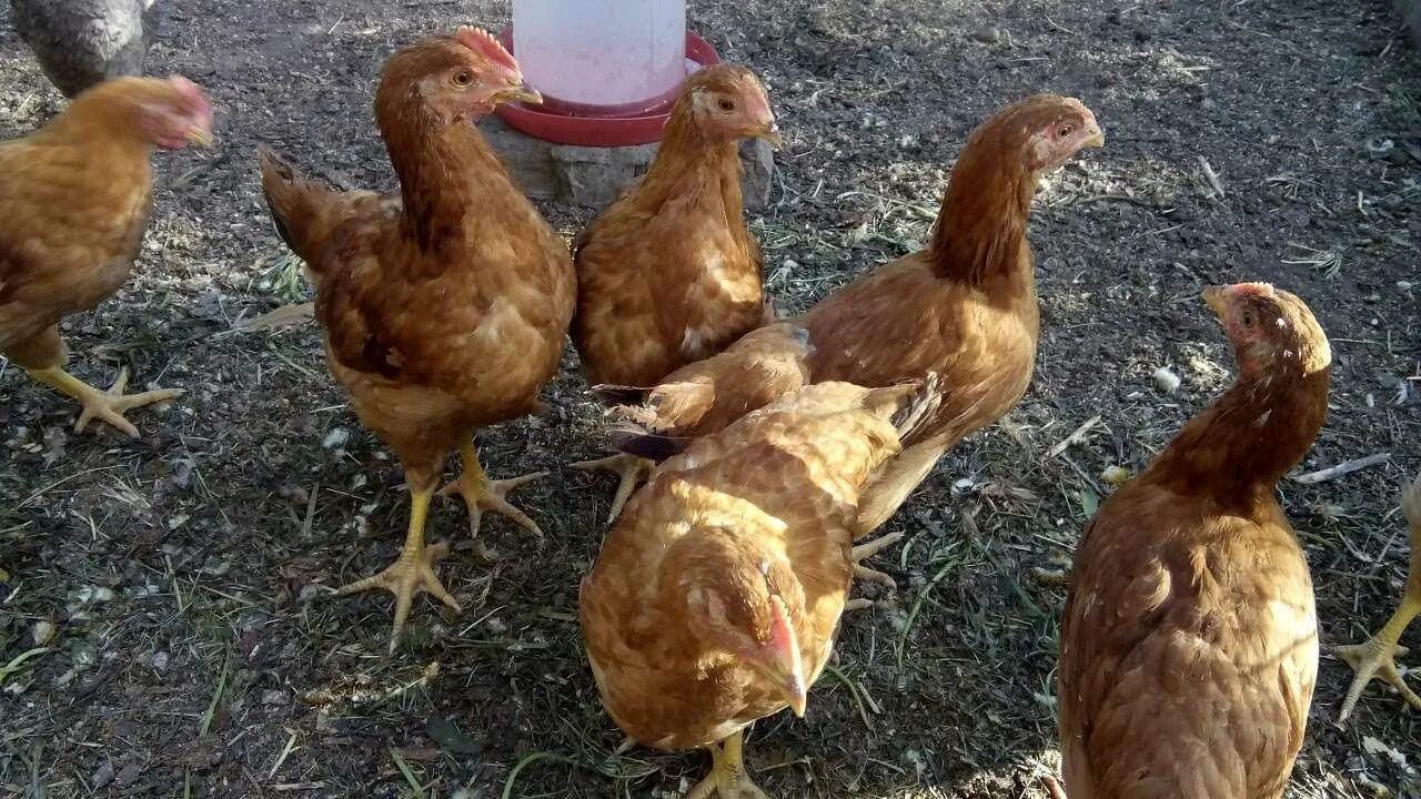 грел курица. грел курица. курочка грей. куры породы чёрные в белую шотландская серая. шотландские дампи куры.