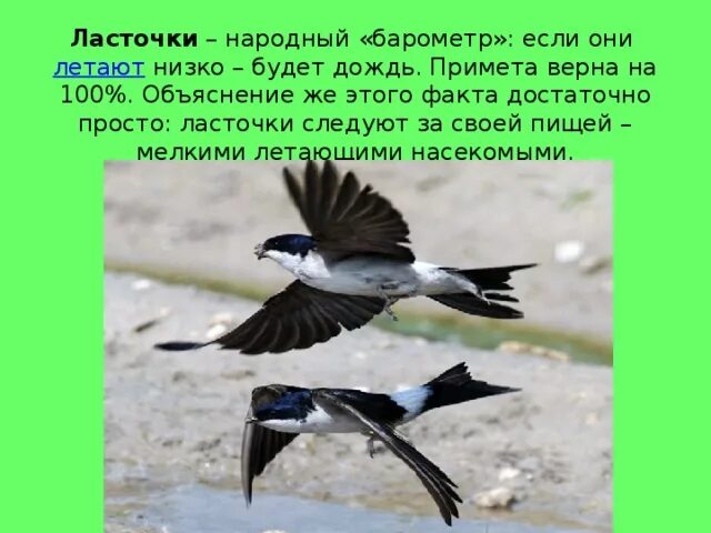 Народные приметы ласточки низко летают. Ласточки низко летают. Примета ласточки летают. Ласточки низко летают к дождю.