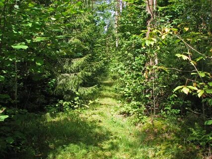 Маленькая тропинка