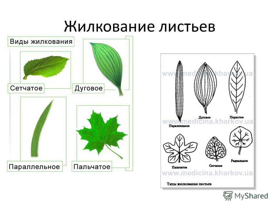 Сетчатое жилкование имеют