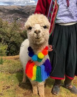 Baby alpaca