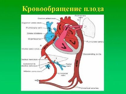 Плодово плацентарное кровообращение