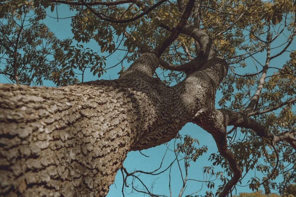 Brown tree