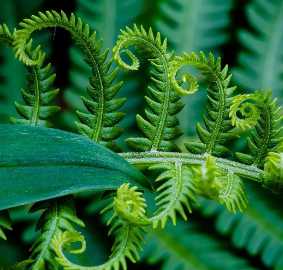 Папоротник щитовник листья. Папоротник орляк. Папоротник паршеман. Папоротник ореоптерис. Папоротниковидные растения листья.