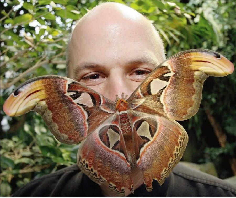 Показать самую крупную бабочки. Павлиноглазка атлас attacus atlas. бабочка павлиноглазка атлас. аттакус атлас бабочка. гигантские бабочки павлиноглазка атлас.
