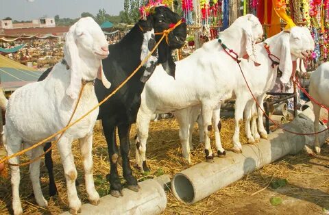 Beetal Goats in Pakistan Male Beetal goats at Eid festival. 