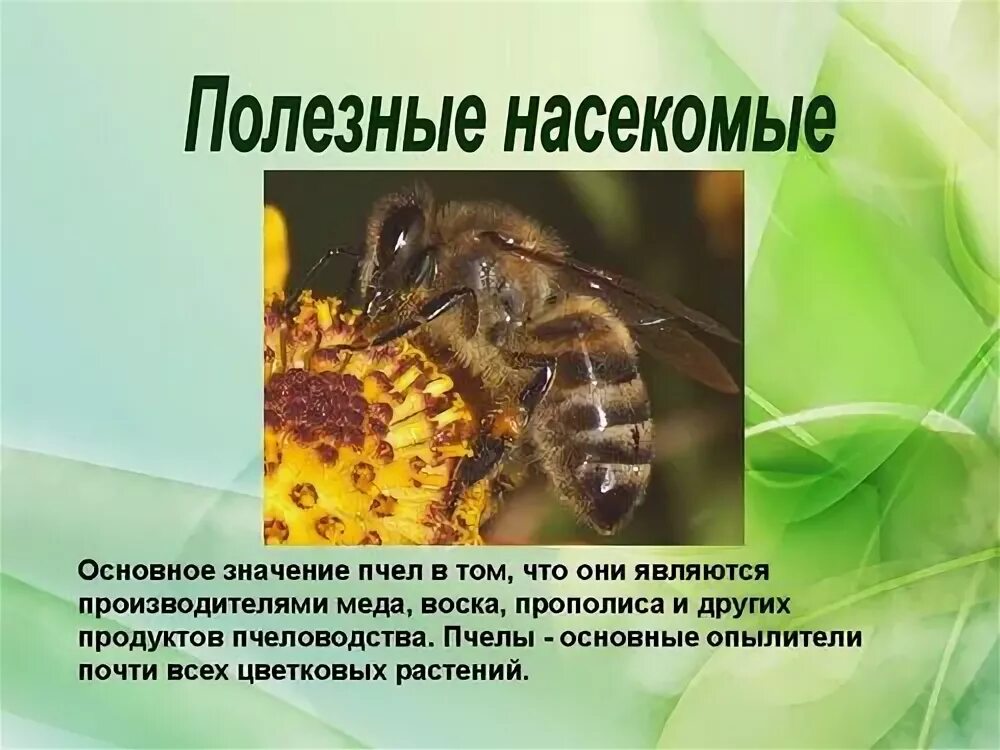 Проект по биологии 7 класс пчелы Презентация "Общественные насекомые пчелы и муравьи" (7 класс) по биологии ска