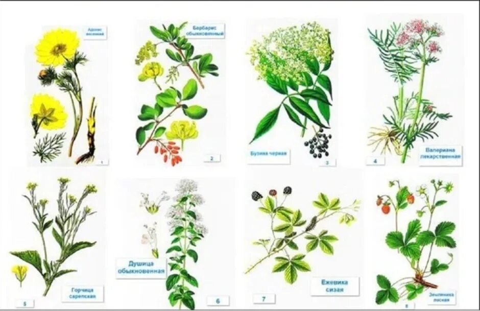 Название растений из двух слов. Травы для дошкольников. Лекарственные растения карточки. Лекарственные растения для детей дошкольников. Травы с подписями.