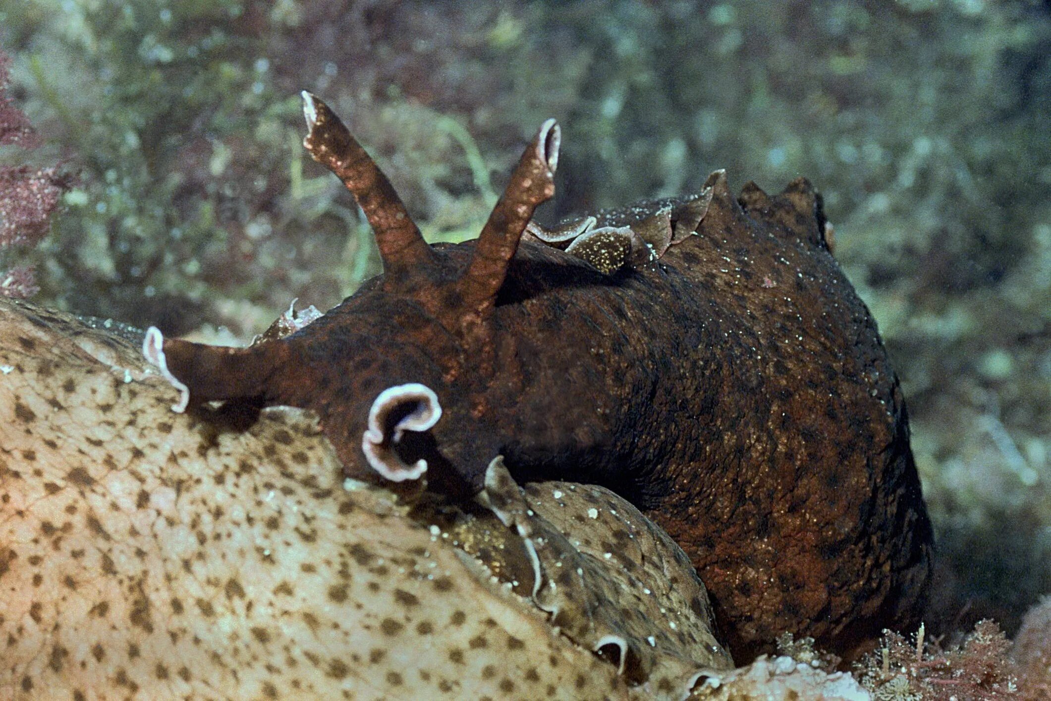 Моллюском аплизией. Морской заяц Aplysia. Моллюск Aplysia californica. Черный морской заяц СЛИЗНЯК. Аплизия морской кролик.