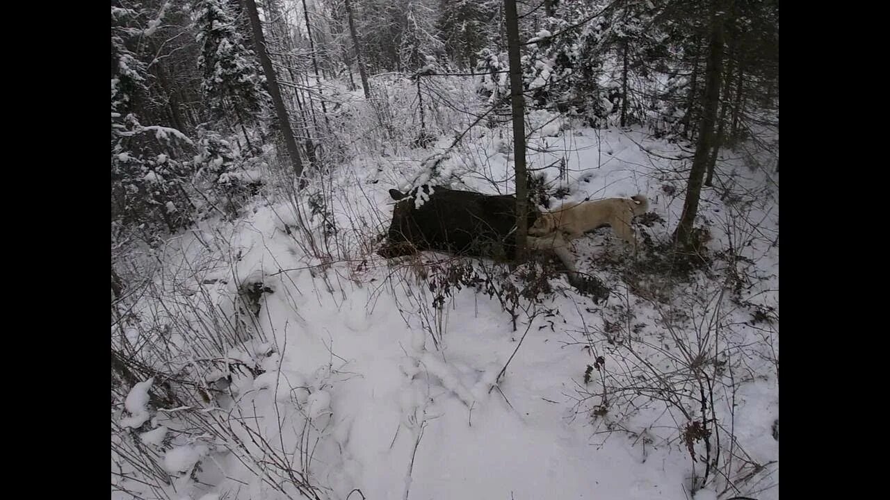 На лося пойду. Охота на Солонцах на лося добыча. Охота загоном в Сибири на лосей. Охота на лося загоном 2022.