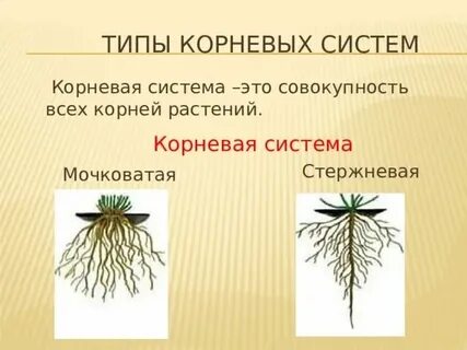 Стержневой корневой системой и сетчатым жилкованием