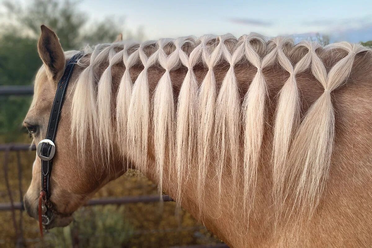 Horse hair. Лошадиные прически. Грива лошади. Лошадь с заплетенной гривой. Прически для лошадей.