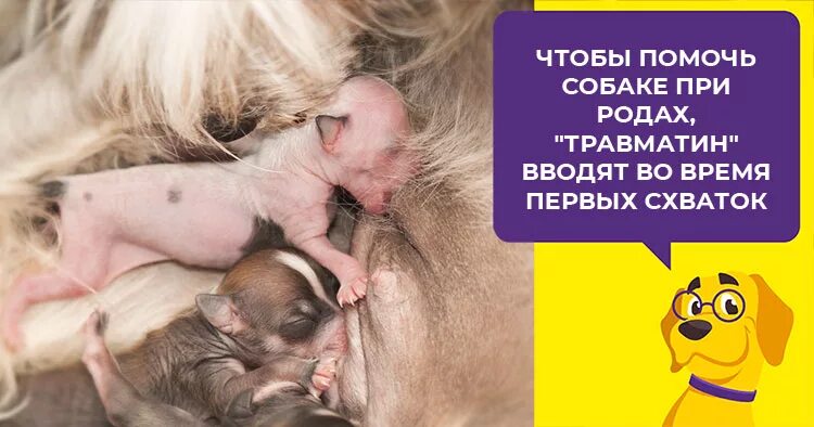 Собака рожает как помочь