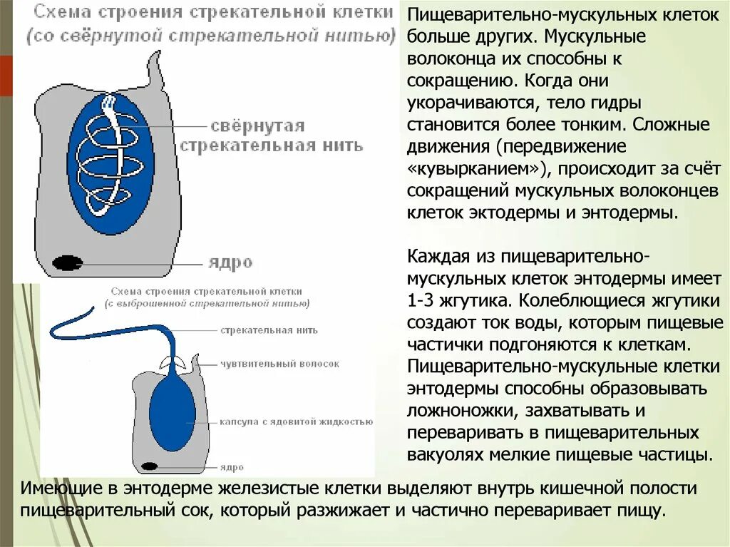 Стрекательная клетка состоит из. Стрекательные клетки гидры схема. Схема строения стрекательной клетки. Строение стрекательной клетки гидры. Стрекательные клетки кишечнополостных.