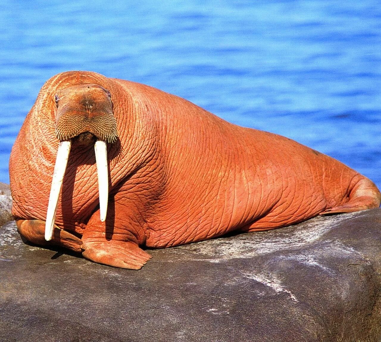 Тихоокеанский морж (Odobenus rosmarus divergens). Ластоногие моржи. Ластоногие млекопитающие морж. Морж (Odobenus rosmarus).