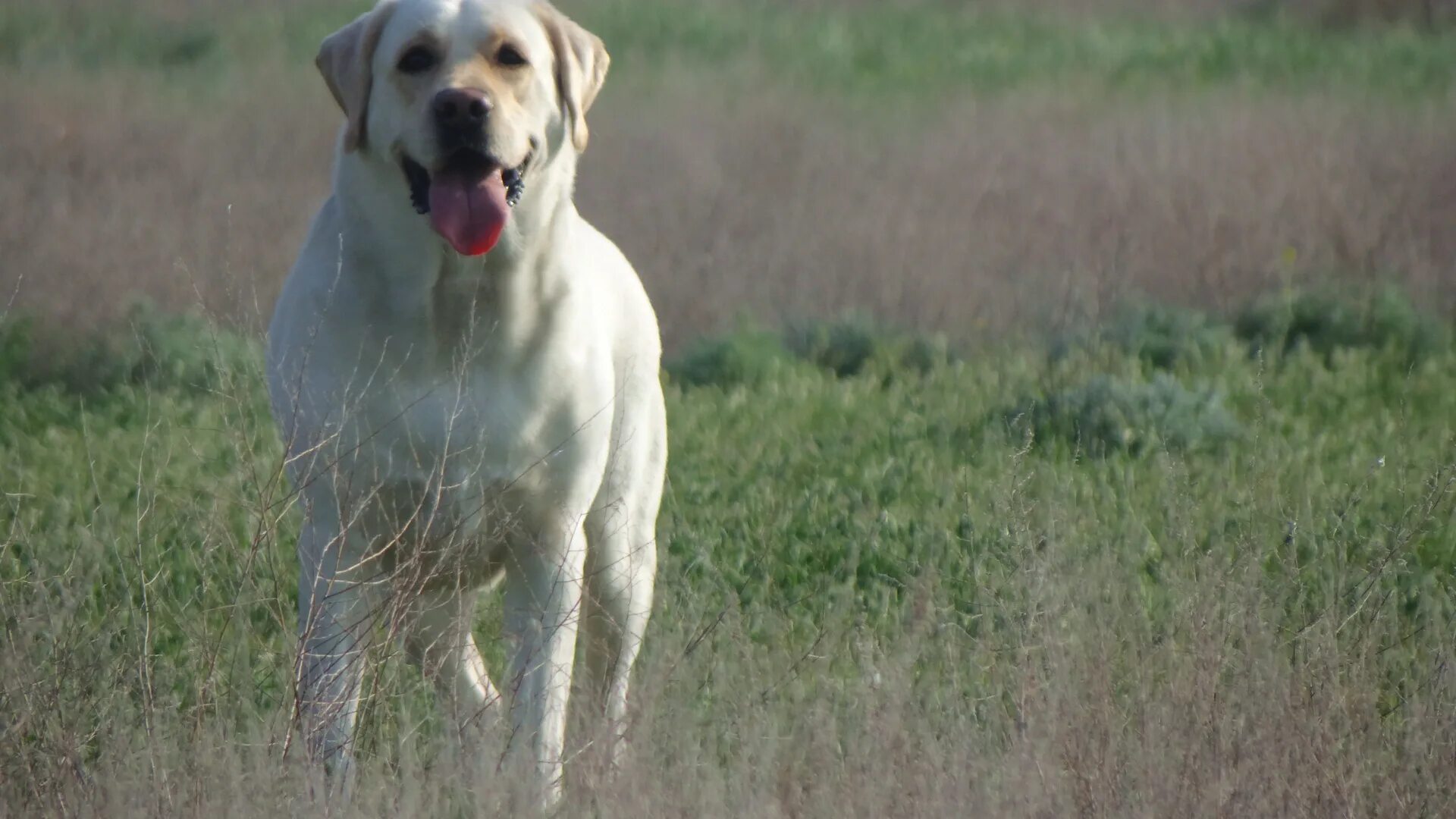 Лабрадор лея. Проделки собак. Лабрадор ретривер в квартире. Лабрадор в доме. Лабрадор в квартире.