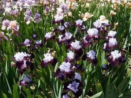 Iris full