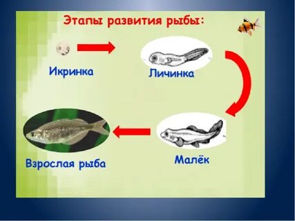Развитие рыбы 3 класс окружающий мир