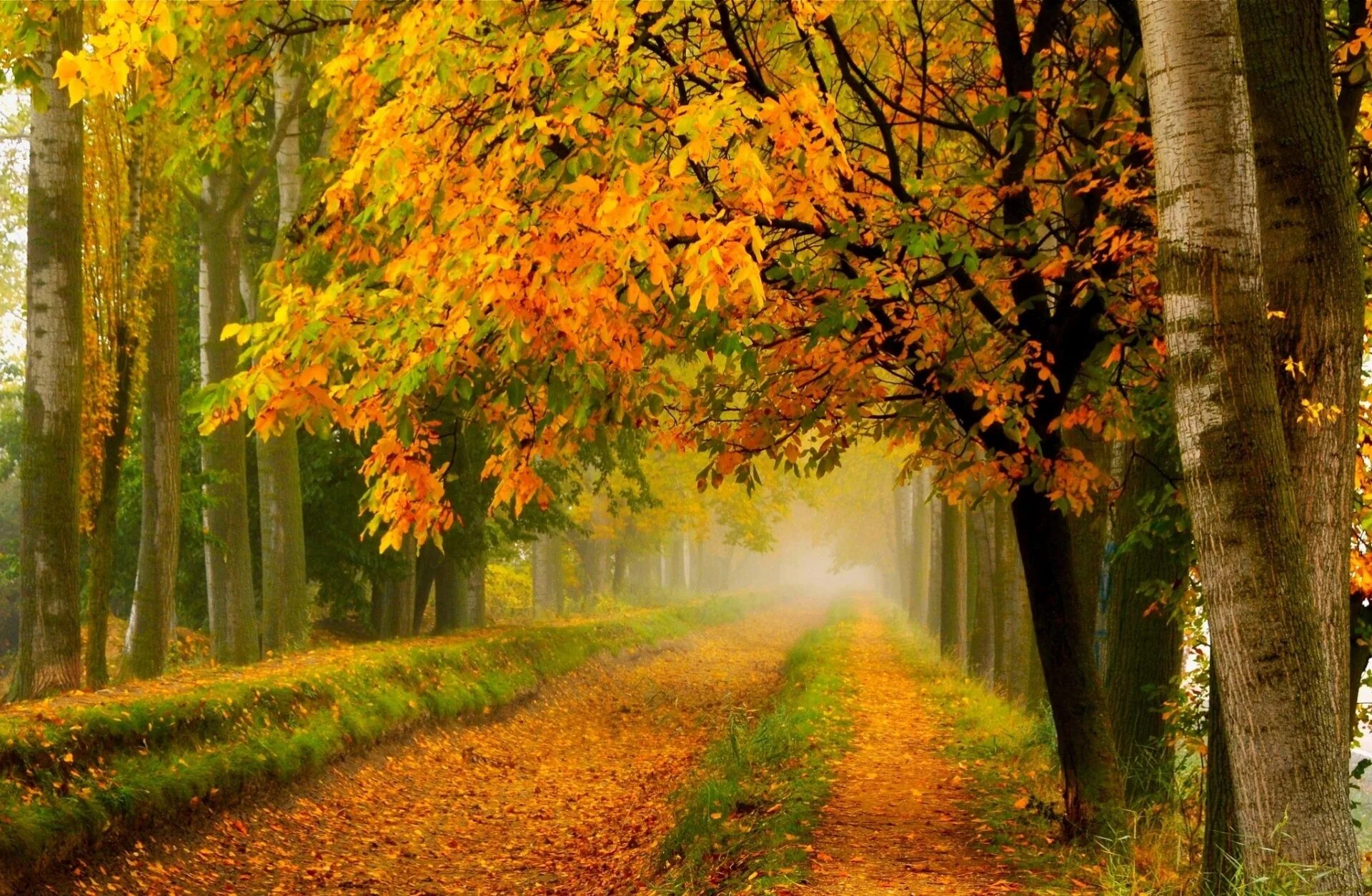 Куз тимэсен. Осень. Осенняя природа. Золотая осень. Красивая осень.