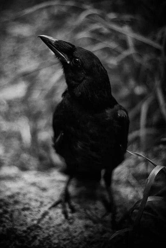 Иссиня-черный ворон. Одинокий ворон. Красивый ворон. Ворона фото. Рейвен ворона.