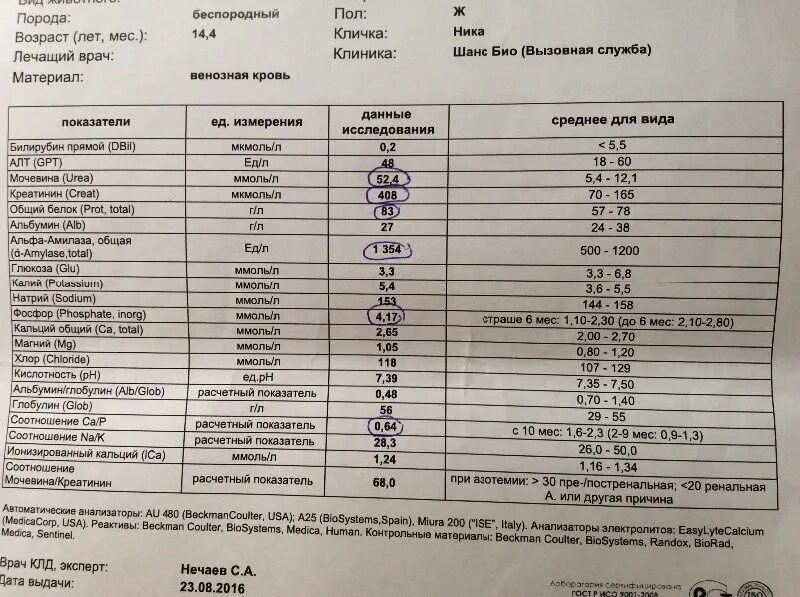 Мочевина понижена что это значит. Показатели креатинина у кота при ХПН. Анализ мочи креатинин норма. Норма креатинина у кошек. Креатинин у собаки норма.