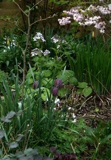 Plants 2015