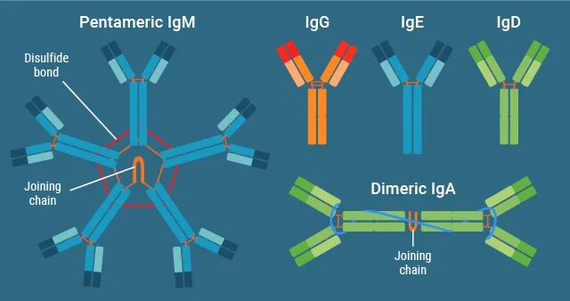 Iga иммуноглобулин. Иммуноглобулин Роклон. Иммуноглобулин iga в b2 клетках кишечника. Immunoglobulin g imegies. Иммуноглобулин g4