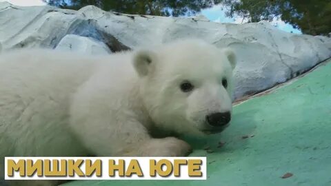 Арзамас медведи