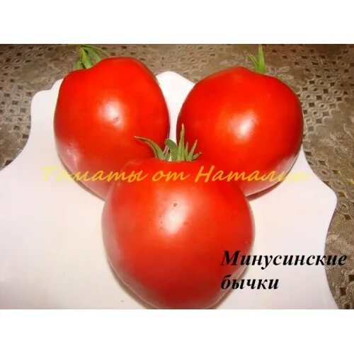Томат минусинские бычки. Томат сорт минусинские бычки. минусинские бычки томат помидор. томат бычки красные минусинские. томат бычок bychok.