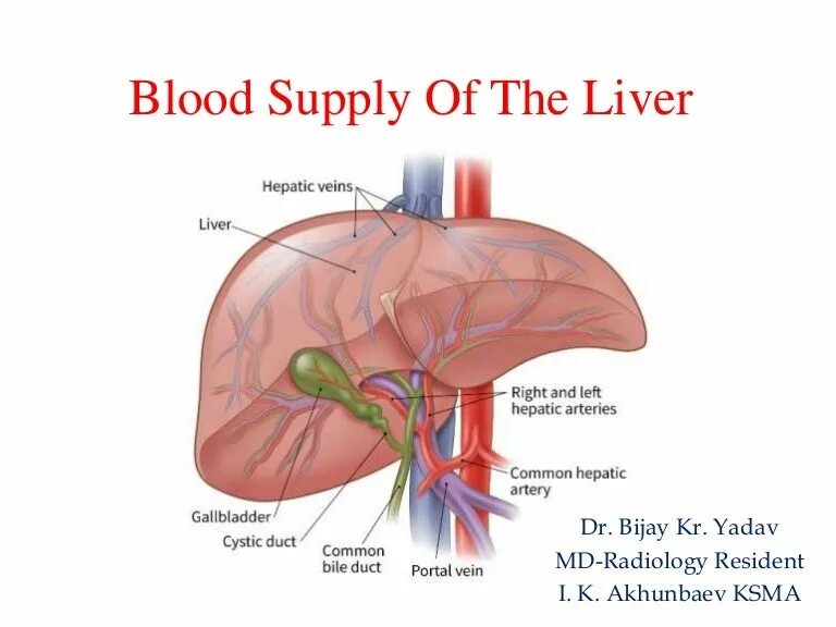 Liver. Терапия при метастазах в печени.