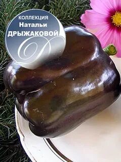 Перец багира