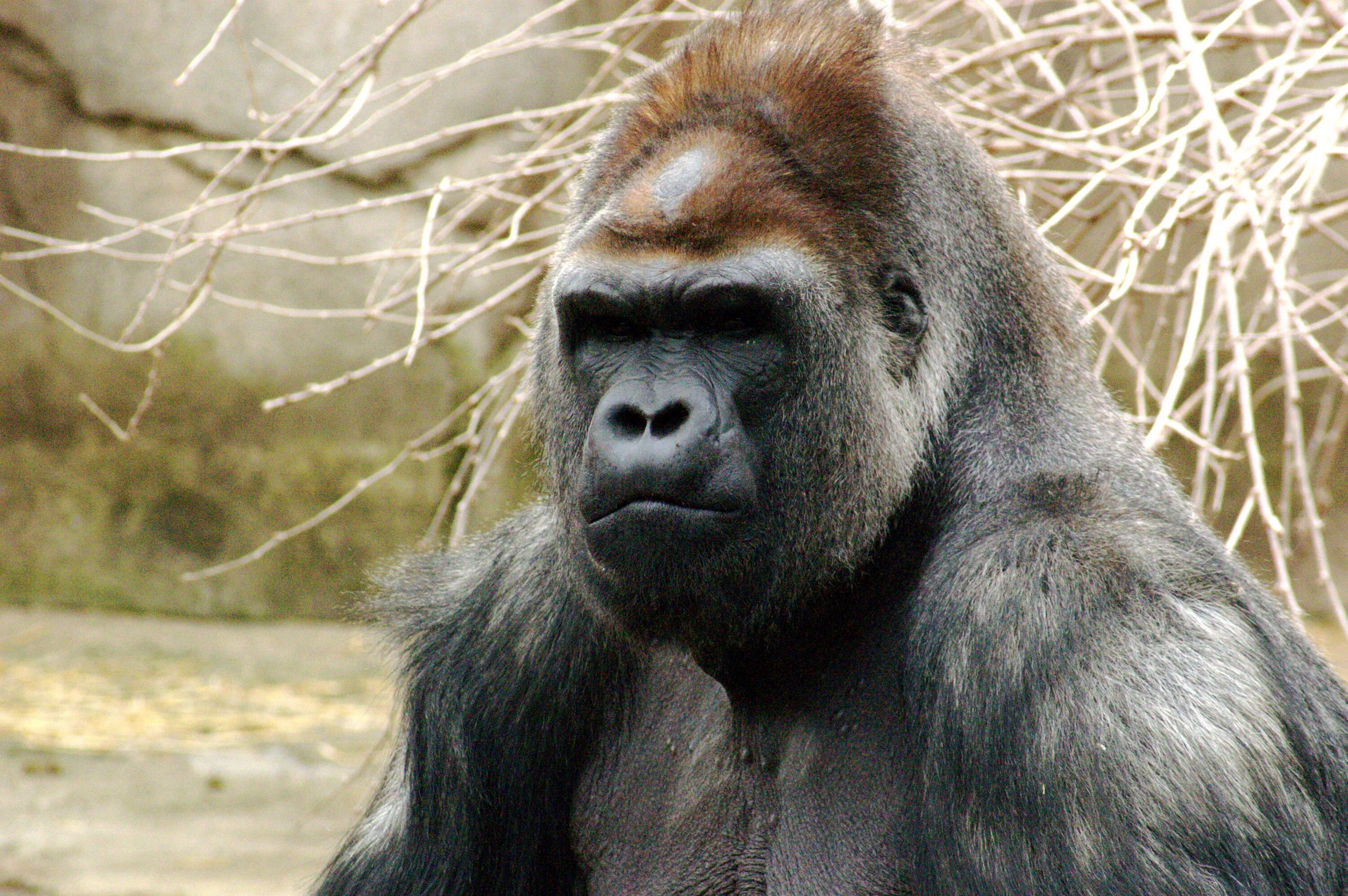Самая человекообразная обезьяна. Горилла. Обезьяна горилла. Самые большие обезьяны в мире. Человекообразные обезьяны.