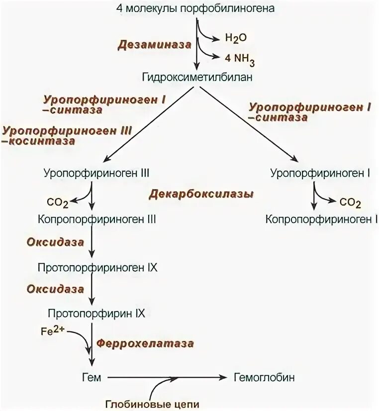 Синтез гему. Схему синтеза гема из порфобилиногена. Схема реакций синтеза гема. Общая схема синтеза гема. Синтез гема схема.